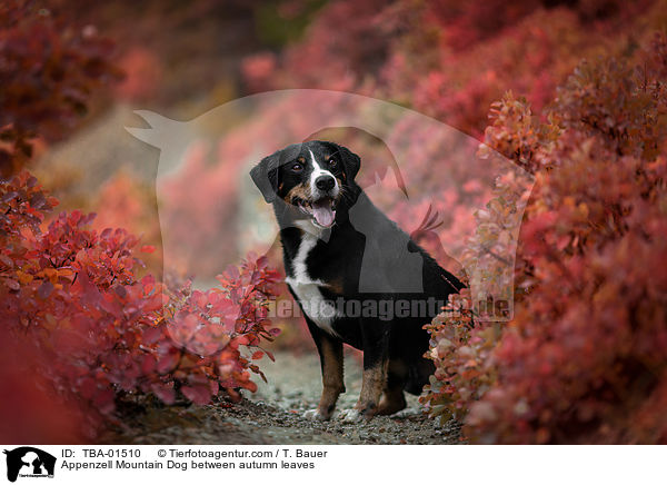 Appenzell Mountain Dog between autumn leaves / TBA-01510