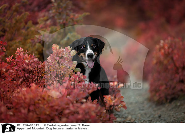 Appenzell Mountain Dog between autumn leaves / TBA-01512