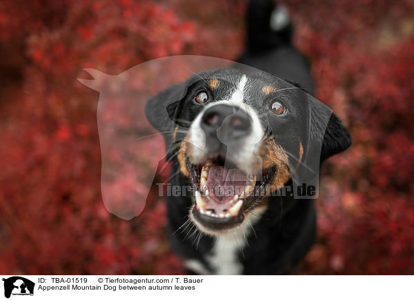 Appenzell Mountain Dog between autumn leaves / TBA-01519
