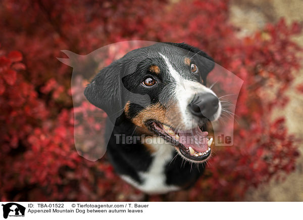 Appenzell Mountain Dog between autumn leaves / TBA-01522