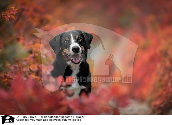 Appenzell Mountain Dog between autumn leaves / TBA-01525