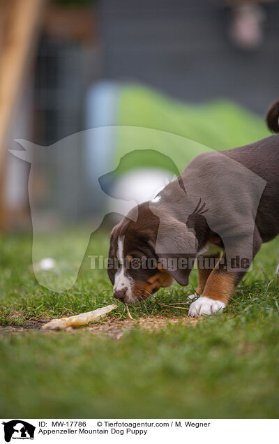 Appenzeller Mountain Dog Puppy / MW-17786