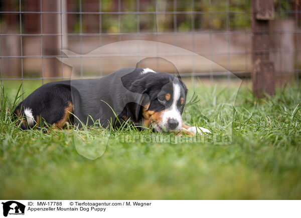 Appenzeller Mountain Dog Puppy / MW-17788