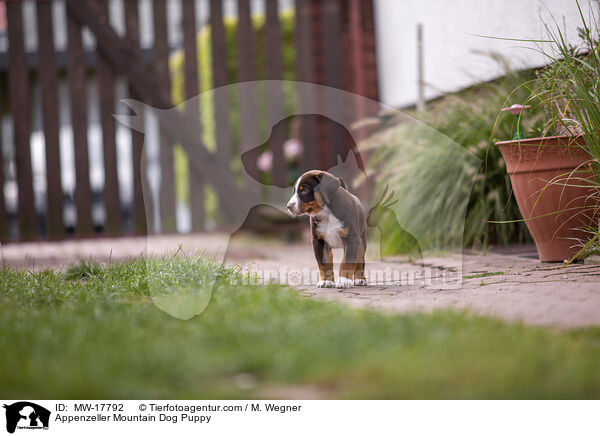 Appenzeller Mountain Dog Puppy / MW-17792