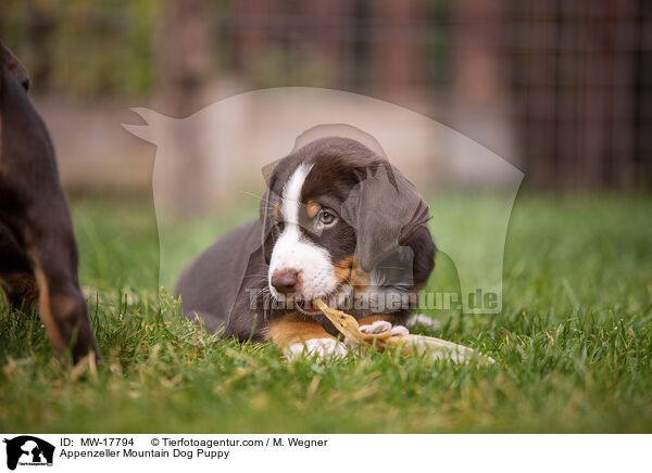 Appenzeller Mountain Dog Puppy / MW-17794