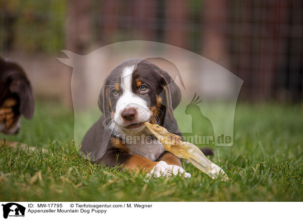Appenzeller Mountain Dog Puppy / MW-17795