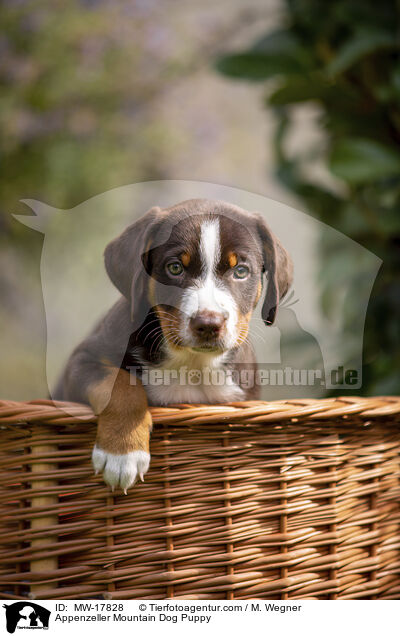 Appenzeller Mountain Dog Puppy / MW-17828
