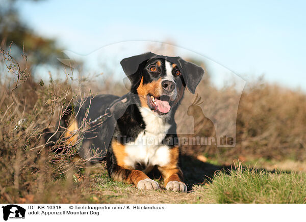 ausgewachsener Appenzeller Sennenhund / adult Appenzell Mountain Dog / KB-10318