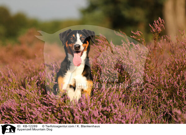 Appenzell Mountain Dog / KB-12289