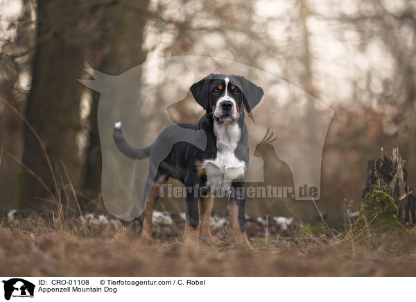 Appenzeller Sennenhund / Appenzell Mountain Dog / CRO-01108