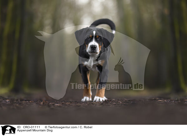 Appenzeller Sennenhund / Appenzell Mountain Dog / CRO-01111