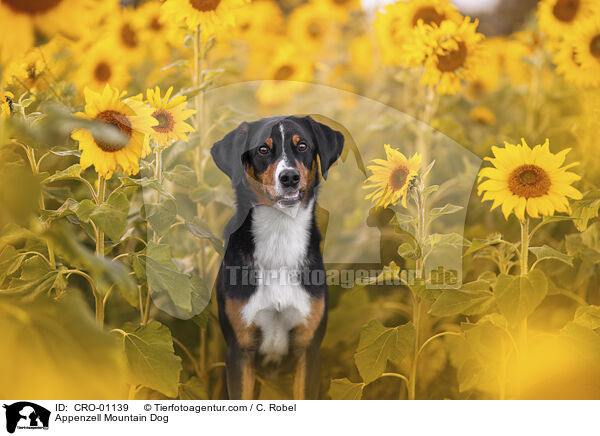 Appenzeller Sennenhund / Appenzell Mountain Dog / CRO-01139