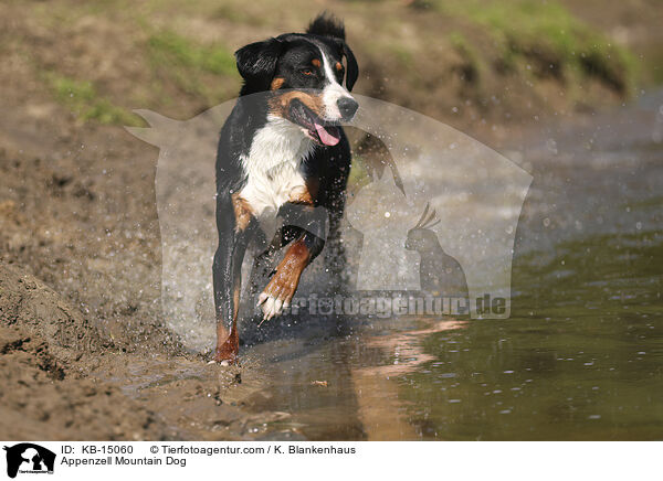 Appenzeller / Appenzell Mountain Dog / KB-15060
