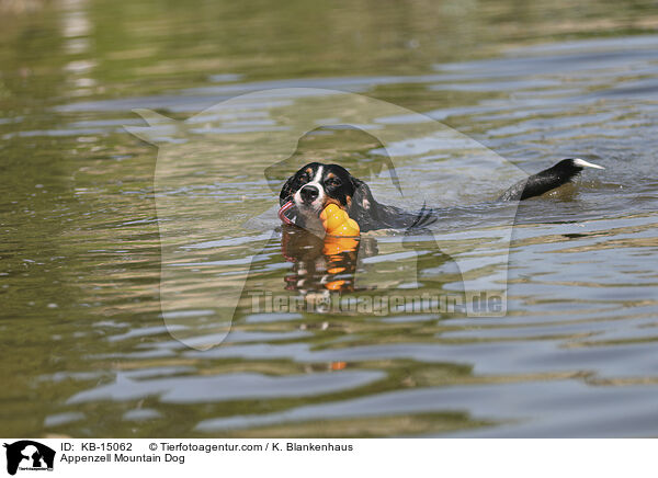 Appenzeller / Appenzell Mountain Dog / KB-15062