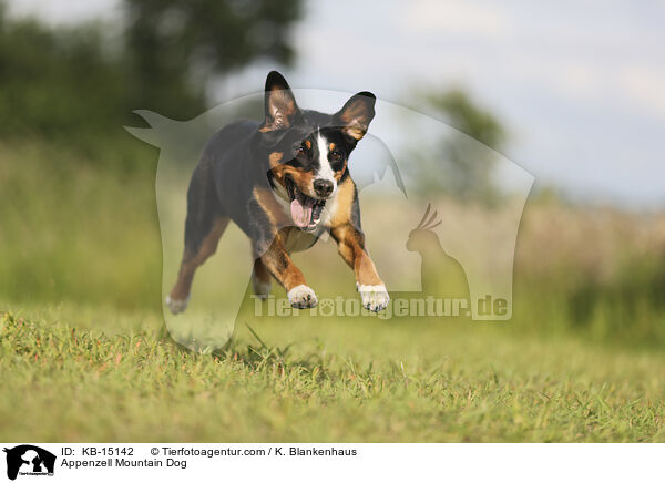 Appenzeller / Appenzell Mountain Dog / KB-15142