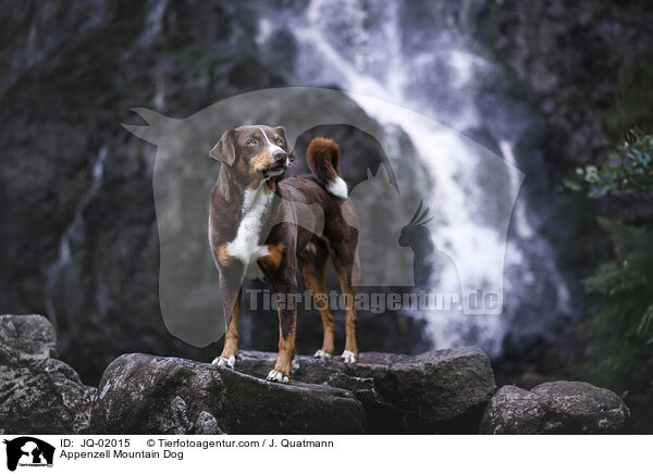 Appenzeller Sennenhund / Appenzell Mountain Dog / JQ-02015