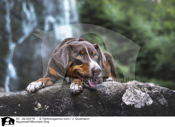 Appenzeller Sennenhund / Appenzell Mountain Dog / JQ-02016