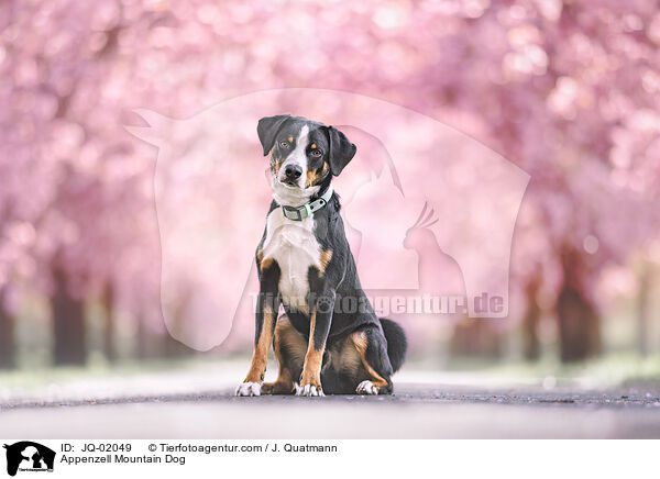 Appenzeller Sennenhund / Appenzell Mountain Dog / JQ-02049