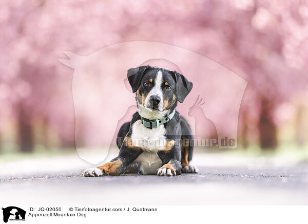 Appenzeller Sennenhund / Appenzell Mountain Dog / JQ-02050