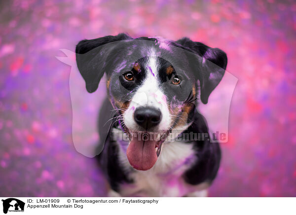 Appenzell Mountain Dog / LM-01909