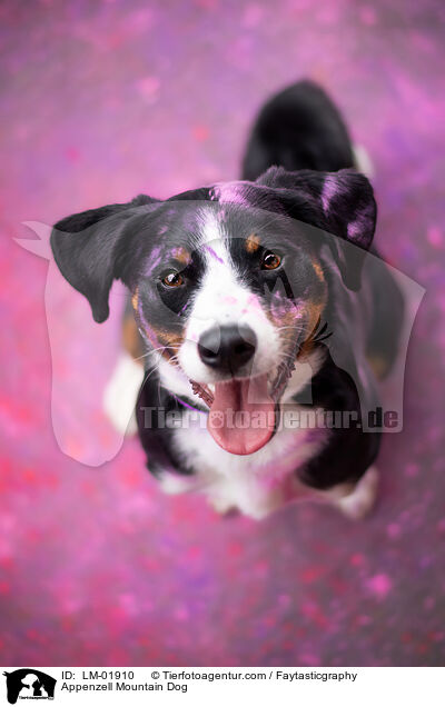 Appenzeller Sennenhund / Appenzell Mountain Dog / LM-01910