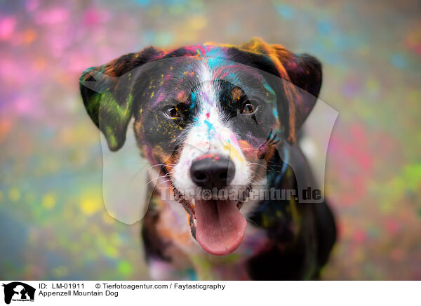 Appenzeller Sennenhund / Appenzell Mountain Dog / LM-01911