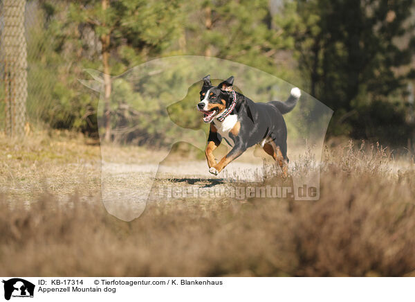 Appenzeller Sennenhund / Appenzell Mountain dog / KB-17314