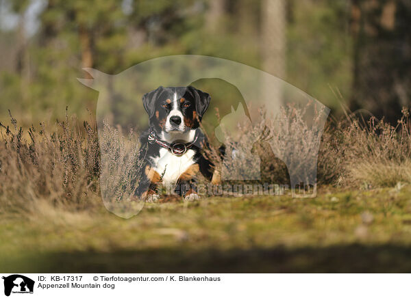 Appenzeller Sennenhund / Appenzell Mountain dog / KB-17317