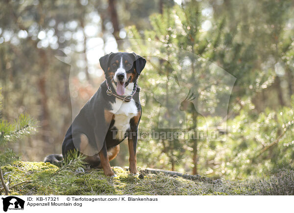 Appenzeller Sennenhund / Appenzell Mountain dog / KB-17321