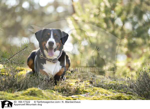Appenzeller Sennenhund / Appenzell Mountain dog / KB-17322