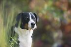 Appenzell Mountain Dog Portrait