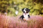 lying Appenzell Mountain Dog