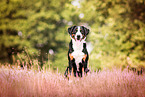 sitting Appenzell Mountain Dog