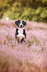 sitting Appenzell Mountain Dog