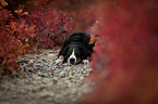 Appenzell Mountain Dog between autumn leaves
