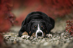 Appenzell Mountain Dog between autumn leaves