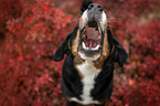 Appenzell Mountain Dog between autumn leaves