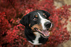 Appenzell Mountain Dog between autumn leaves
