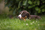 Appenzeller Mountain Dog Puppy