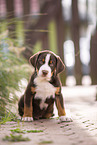 Appenzeller Mountain Dog Puppy