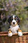 Appenzeller Mountain Dog Puppy