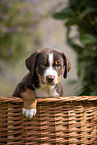 Appenzeller Mountain Dog Puppy