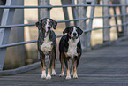 2 dogs