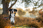 adult Appenzell Mountain Dog