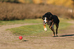 adult Appenzell Mountain Dog
