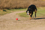 adult Appenzell Mountain Dog