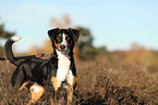 adult Appenzell Mountain Dog