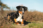 adult Appenzell Mountain Dog