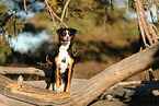 adult Appenzell Mountain Dog