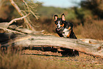 adult Appenzell Mountain Dog